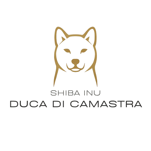 Allevamento Shiba inu          Duca di Camastra